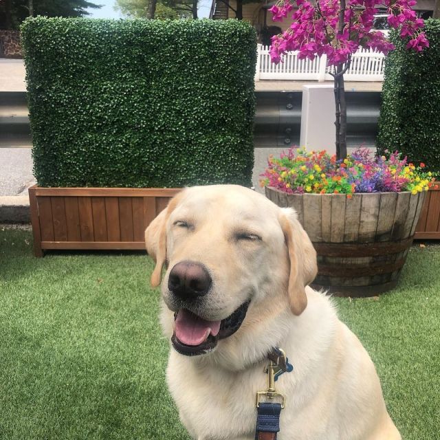 A big Happy #NationalDogDay to all the good doggos that join us with their parents while they drink their happy juice in order to receive lots of extra back, belly, and butt scratches!

We love seeing your furry companions! Please keep sharing your furry companions experience in our outdoor area!

PS. Don’t forget to ask your server for a bowl so your fur child can drink with us as well!