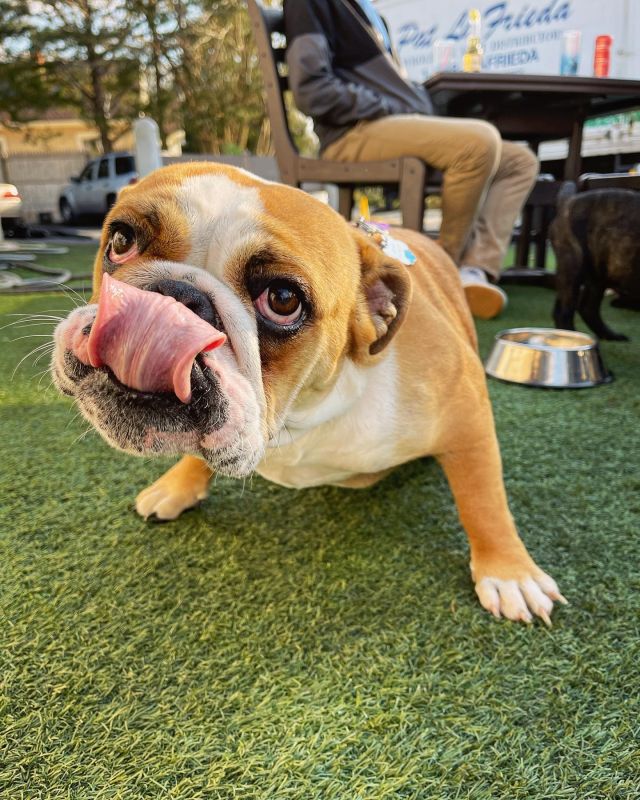 With the weather heating up, we welcome your canine friends to accompany you to our outdoor area! 

We have bowls ready for food or water so they, too, can enjoy a good Freddy J’s experience!