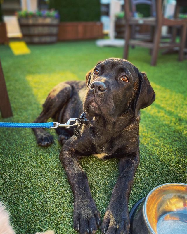 Meet more of the doggos of Freddy J’s! 

We love when guests bring their best friends to join us for a meal outside. 

We are guilty of having the staff come visit your table to give your doggo lots of rubbins as well as a photoshoot! 

If needed, we have dog bowls available because we take care of our doggos at Freddy J’s!