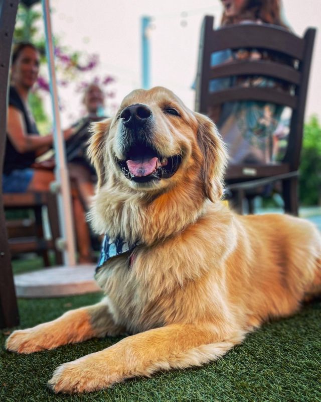 Another week full of more amazing doggos at our establishment! 

Now that I got your attention with these amazing dogs, here’s an announcement. 

New summer hours! 

Weekends we are extending our hours to 1am-ish. 

Weekdays we are extending to 11pm-ish. 

Ish means if the party is still going, we’ll keep it going! 

Kitchen will be open later too because we agree you gotta have some food at night!