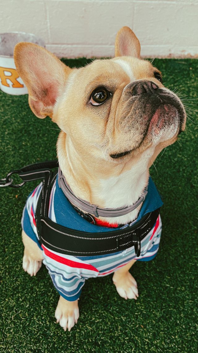 At Freddy J’s, we’ve got the cure for the everyday leash life. 🍃

Following beach escapades 🐕‍🦺🌊 or park adventures 🐾🌳, rest those paws under our generous umbrellas ☂️ or find comfort in the glow of our heat lamps 🔥.

Our 24-seat turf patio 🌿 is a haven for our four-legged VIPs, large or small. We’ll provide the dog bowls 🍲 upon request and even spoil them with a taste of our kitchen’s finest: pulled chicken 🍗, vanilla ice cream 🍦, or fries 🍟.

And when those bright eyes 🐶 meet the lens of our camera 📸, we’re reminded that at Freddy J’s, every guest deserves their moment to shine. 🌟